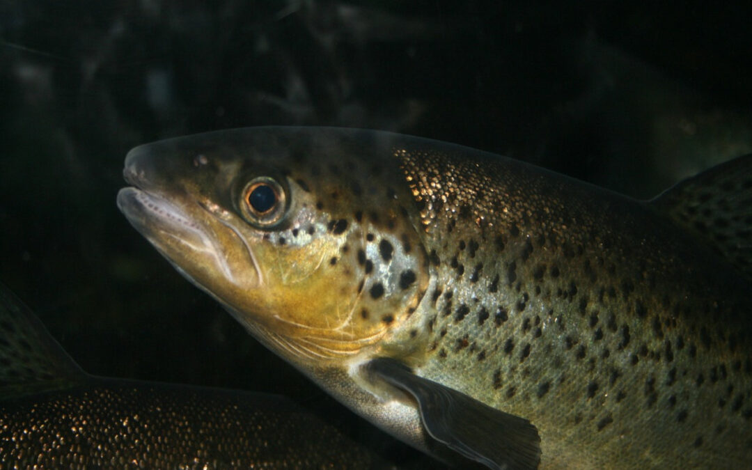 Freshwater Trout Fishing
